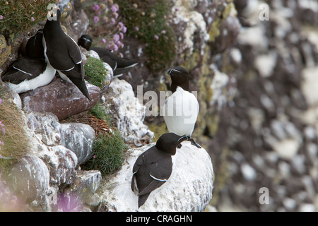 Tordalken nisten auf Klippen am RSPB Standort, Fowlsheugh Stonehaven Schottland Stockfoto