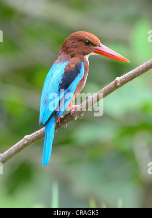 schöne weiße-throated Eisvogel (Halcyon Smyrnensis) Stockfoto