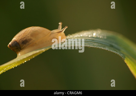 Amber Snail (Succinea Putris), Hessen, Deutschland, Europa Stockfoto