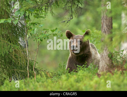 Braunbär (Ursus Arctos), Finnland, Europa Stockfoto