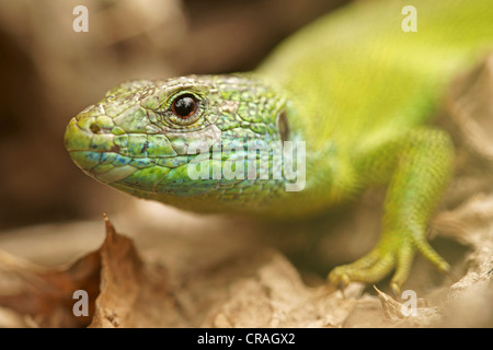 Europäische Grüne Eidechse (Lacerta Viridis), Bulgarien, Europa Stockfoto