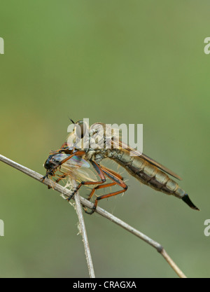 Robber Fly (Asilidae) mit Beute, Bulgarien, Europa Stockfoto