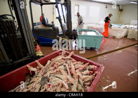 Kabeljau aus der Barentssee, Fischfabrik, Å ich Lofoten, Å für kurze, Lofoten Insel Moskenesøya, Lofoten-Inseln, Nord-Norwegen Stockfoto