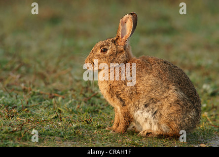 Europäische Kaninchen, gemeinsamen Kaninchen (Oryctolagus Cuniculus) Stockfoto