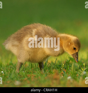 Graugans (Anser Anser), gosling Stockfoto