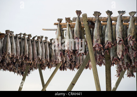 Kabeljau aus der Barentssee, trockenen Fischproduktion, Reine, Lofoten Insel Moskenesøya, Lofoten-Inseln, Nord-Norwegen, Norwegen, Europa Stockfoto