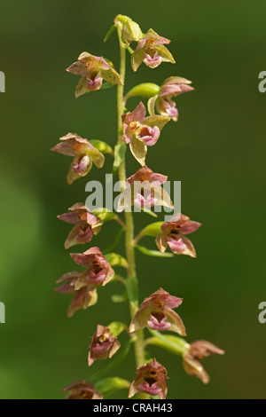 Dunkle rote Helleborine, königliche Helleborine (Epipactis Atrorubens) Stockfoto