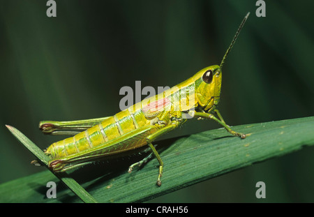 Große goldene Heuschrecke (Chrysochraon Dispar) Stockfoto