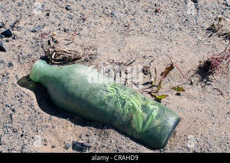 Pflanzen wachsen im Inneren weggeworfene Glasflasche auf Ödland durch Kohlebergbau Yacimientos Carboniferos de Rio Turbio links Stockfoto