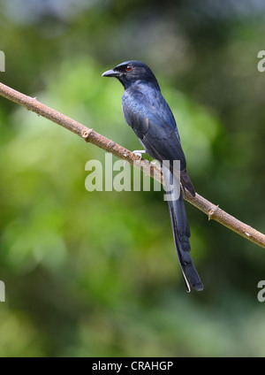 schöner schwarzer Drongo (Dicrurus Macrocercus) Stockfoto