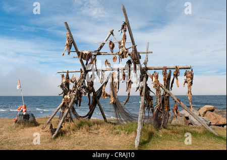 Holz Rahmen, Trockenfisch, Vatsnes, Nord-Island, Island, Europa Stockfoto