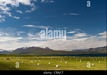 Harvested meadows and bales of hay wrapped in plastic, near Akureyri, northern Iceland, Iceland, Europe Stockfoto