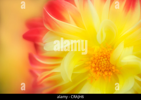 Detailansicht einer Blüte Dahlie (Dahlia), rot, gelb, Mehrfachbelichtung Stockfoto