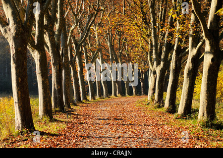 Von Bäumen gesäumten Straße, Platanen (Platanus) im Herbst, Landkreis Konstanz und Konstanz, Baden-Württemberg, Deutschland, Europa Stockfoto