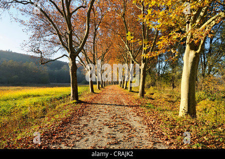 Von Bäumen gesäumten Straße, Platanen (Platanus) im Herbst, Landkreis Konstanz und Konstanz, Baden-Württemberg, Deutschland, Europa Stockfoto