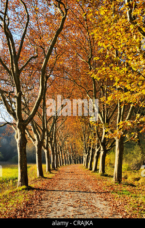 Von Bäumen gesäumten Straße, Platanen (Platanus) im Herbst, Landkreis Konstanz und Konstanz, Baden-Württemberg, Deutschland, Europa Stockfoto