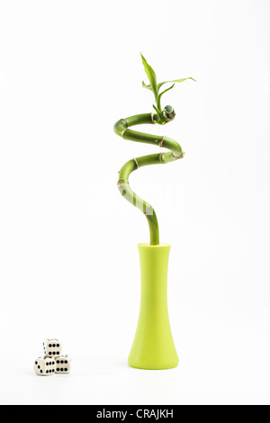 Einzigen Lucky Bamboo mit drei Würfeln Stockfoto