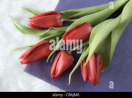 Reihe von roten Tulpen Stockfoto