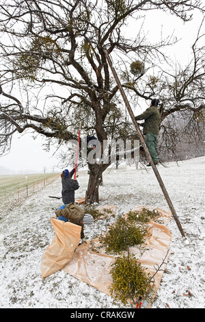 Europäische Mistel oder gemeinsame Mistel (Viscum Album), Ernte der Mistel wächst auf Apfel und Birne Bäume im Winter Stockfoto