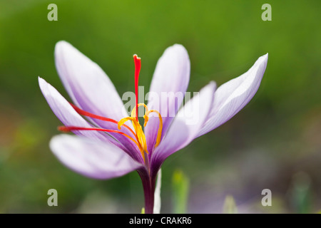 Blühenden Safran-Krokus (Crocus Sativus) mit seiner leuchtenden roten Safran Stempel auf der kleinen Safran Feldern der Gemeinde Stockfoto