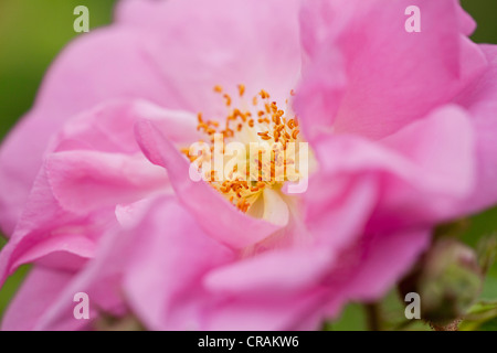 Blühende Blume ein Damaszener Rosen (Rosa Damascena) in das Tal der Rosen, Dades Tal, Marokko, Marokko, Südafrika Stockfoto