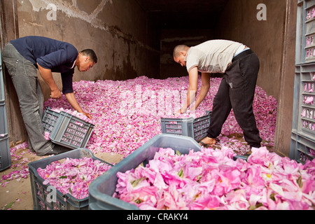 Aus biologischem Anbau frische gepflückte Blüten der Damaszener Rosen (Rosa Damascena) verpackt in Kisten für den Transport in eine Sammlung Stockfoto