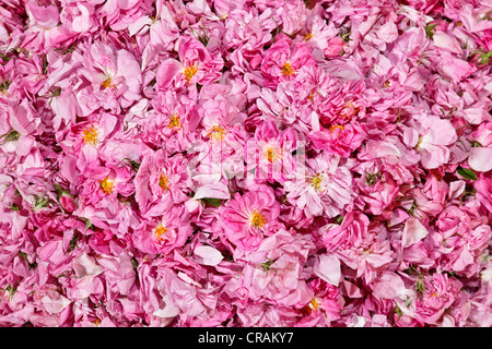 Aus biologischem Anbau frische gepflückte Blüten der Damaszener Rosen (Rosa Damascena) bei einer Sammelstelle in einer Oase im Tal der Stockfoto