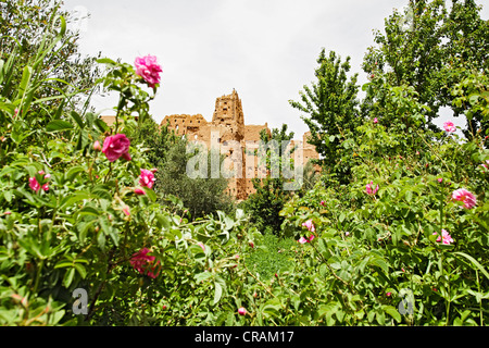 Sträucher des blühenden Damaszener Rosen (Rosa Damascena) vor einer Kasbah aus Lehm in das Tal der Rosen, Dades Tal gemacht Stockfoto