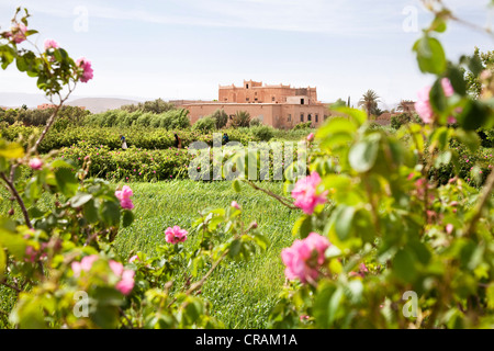 Sträucher des blühenden Damaszener Rosen (Rosa Damascena) vor einer Kasbah aus Lehm in das Tal der Rosen, Dades Tal gemacht Stockfoto