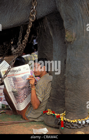 Mahout oder Elefanten-Treiber, lesen eine Zeitung unter einem Elefanten, Hindu Pooram Festivals, Thrissur, Kerala, Südindien Stockfoto
