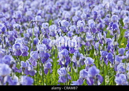 Blühende Gebiet der Deutsch-Iris (Iris Germanica), Bio-dynamisch in den Bergen des Grenzgebietes der Toskana angebaut und Stockfoto