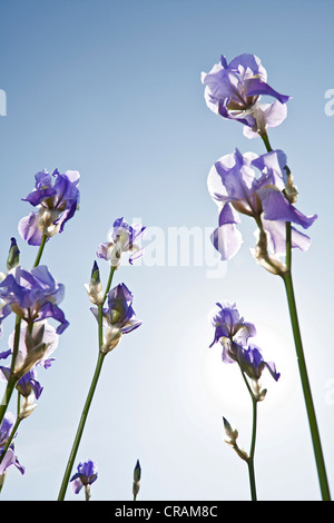 Blühende deutsche Schwertlilien (Iris Germanica), Bio-dynamisch in den Bergen des Grenzgebietes der Toskana angebaut und die Stockfoto