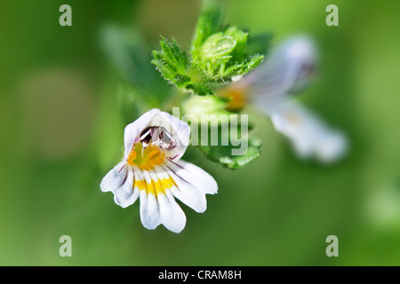 Blüten der Heilpflanze Augentrost (Euphrasia). Stockfoto