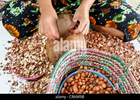 Frau Arganöl (Argania Spinosa) Muttern mit einer Klappe schlagen die Argan-Mandeln, in der Frauen kooperative zu Ajdique in Tidzi Stockfoto