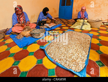 Frau Arganöl (Argania Spinosa) Muttern mit einer Klappe schlagen die Argan-Mandeln, in der Frauen kooperative zu Ajdique in Tidzi Stockfoto