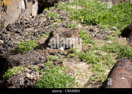 Weiblichen Eiderente sitzen auf ein Nest auf der Insel von Mai, Schottland. Stockfoto