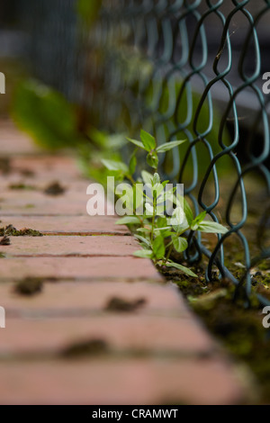 Unkraut wächst zwischen Zaun und Mauer Stockfoto