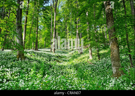 Blühender Bärlauch (Allium Ursinum) in einen Buchenwald (Fagus), Landkreis Landkreis Konstanz, Baden-Württemberg, Deutschland, Europa Stockfoto