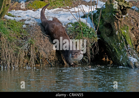 FISCHOTTER Lutra Lutra ON ICE WINTER. UK Stockfoto