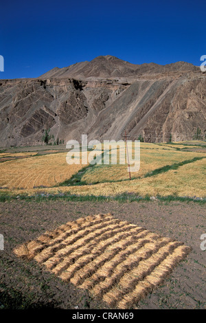 Felder, Alchi, Ladakh, indischen Himalaya, Indien, Indien, Nordasien Stockfoto