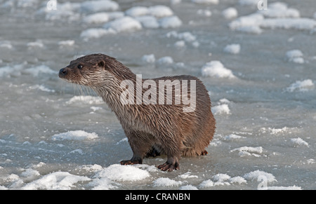 FISCHOTTER Lutra Lutra ON ICE WINTER. UK Stockfoto