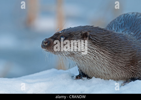 FISCHOTTER Lutra Lutra ON SNOW. WINTER. UK Stockfoto