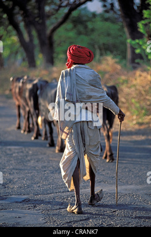 Rinder-Hirte mit roten Turban, in der Nähe von Udaipur, Rajasthan, Nordindien, Indien, Asien Stockfoto