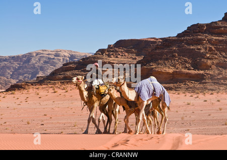 Beduinen mit Kamelen in der Wüste, Wadi Rum, Jordanien, Naher Osten Stockfoto