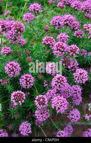 Insekten lieben Phuopsis Stylosa, eine zügellose Garten Blume UK Stockfoto