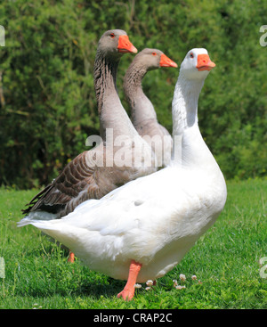 Graugänse (Anser Anser) und weiße Gänse bei Bewdley, Worcestershire, England, Europa Stockfoto