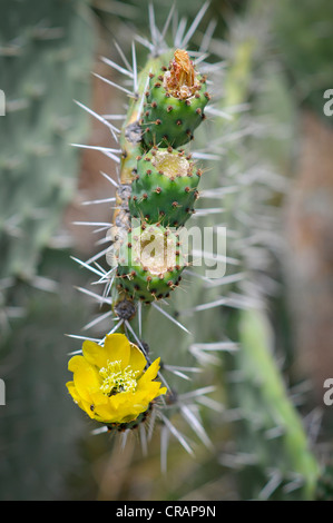 Gelben Blüten der indischen Feigen Opuntia oder Feigenkaktus (Opuntia Ficus-Indica), Insel Panarea, Äolischen Inseln oder Liparischen Inseln Stockfoto