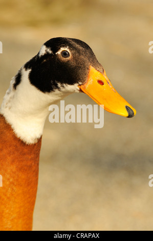 Indische Ente läuft Stockfoto