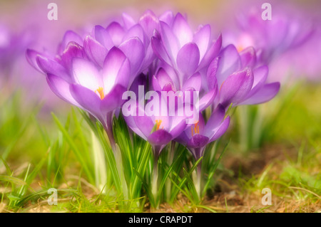 Lila Krokus (Crocus) mit offenen Blüten, Deutschland, Europa Stockfoto