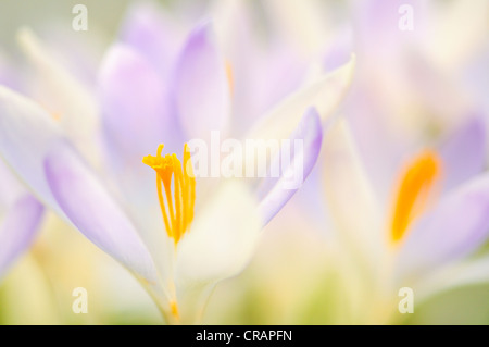 Woodland Krokusse, Tomasinis Krokusse (Crocus Tommasinianus), Deutschland, Europa Stockfoto